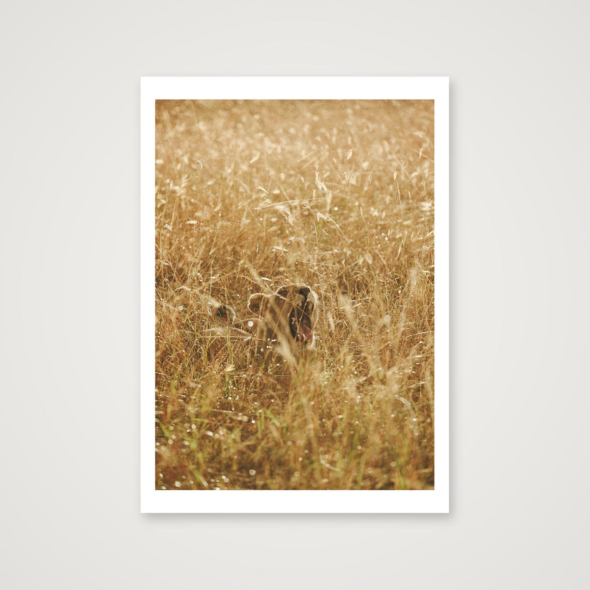 Golden Lioness — A4 (21×30cm, 8×12") Print only