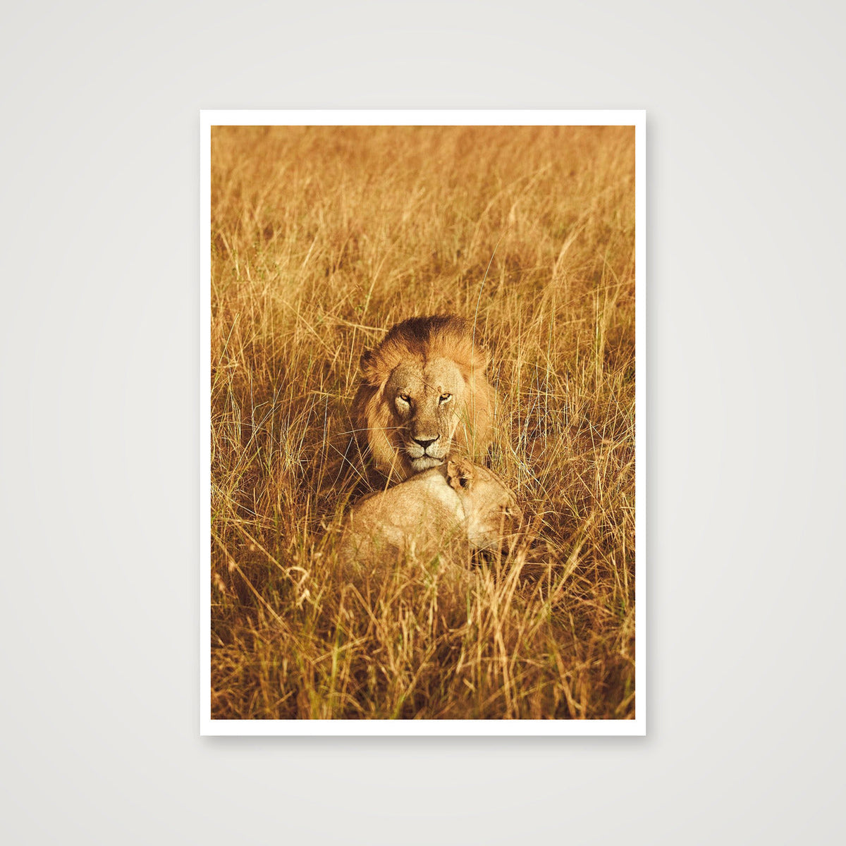 Leo — 42×59cm, 17×23" Print only