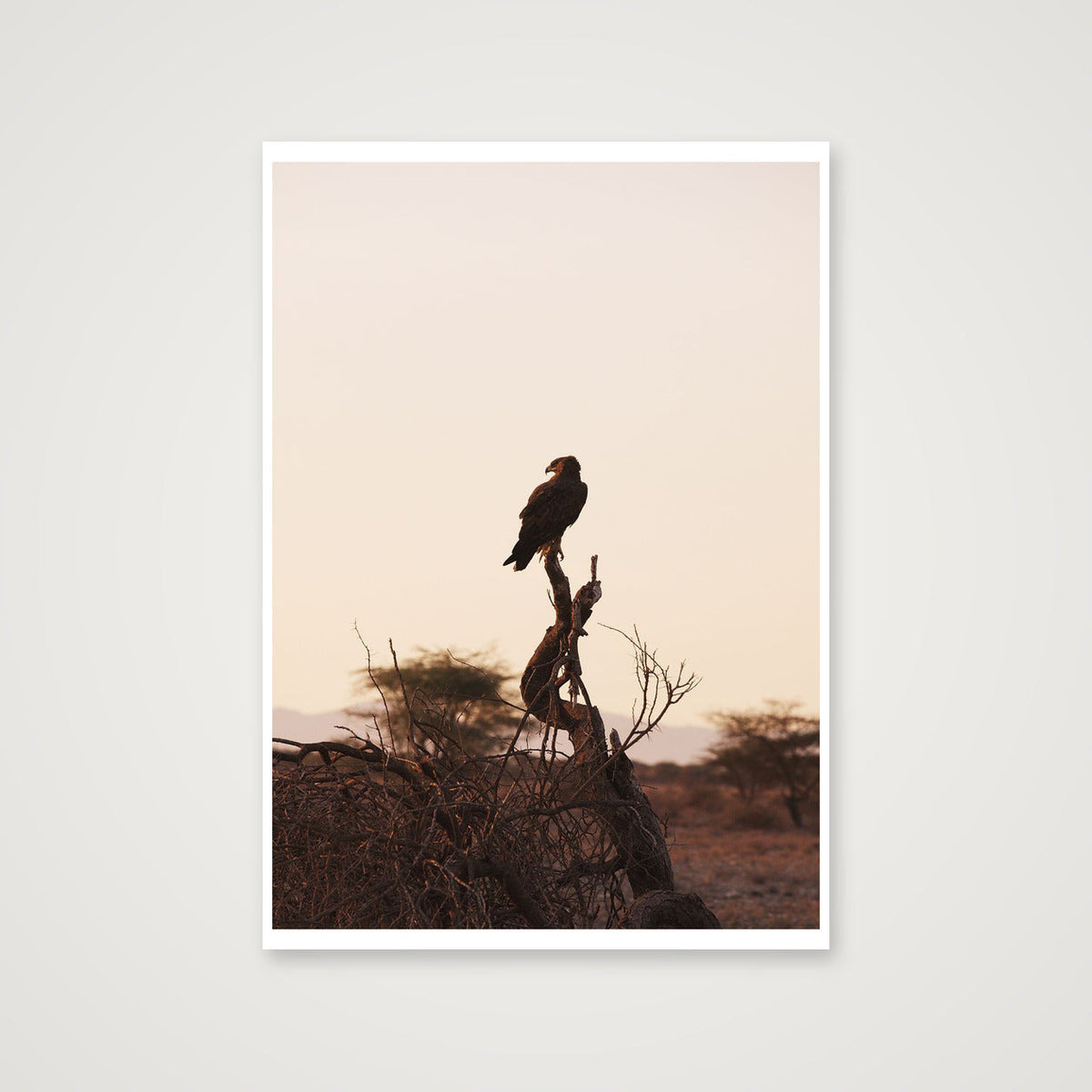 Sunrise Eagle — 59×84cm, 23×33" Print only