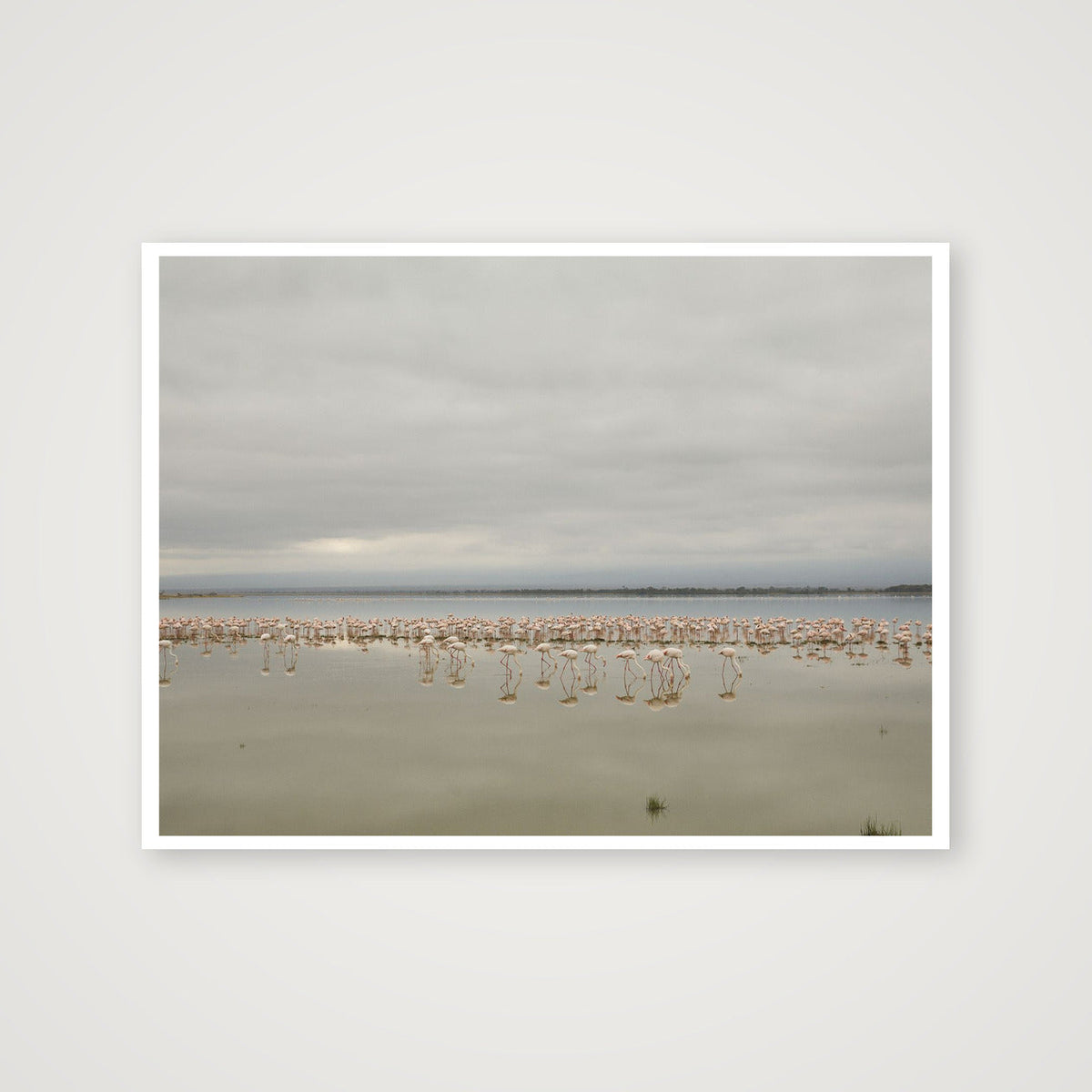 Flock — 61×46cm, 24×18" Print only