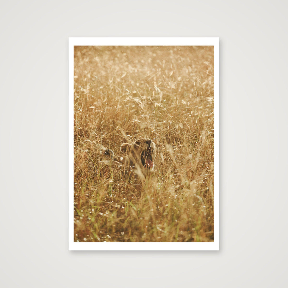 Golden Lioness — A3 (30×42cm, 12×17") Print only