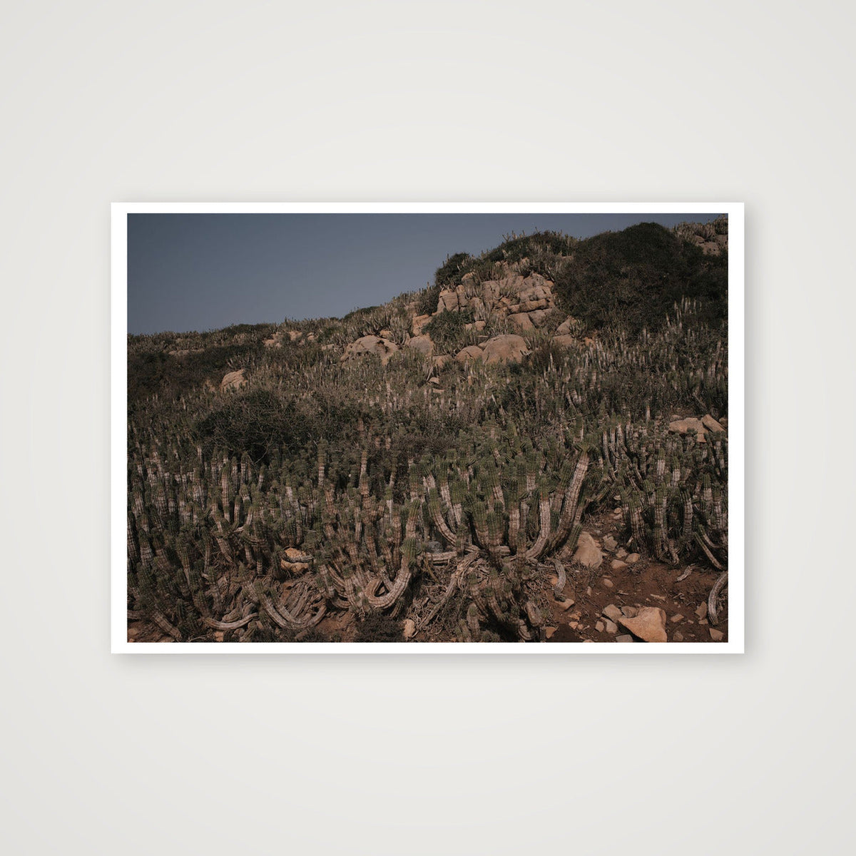 Cacti — 59×42cm, 23×17" Print only