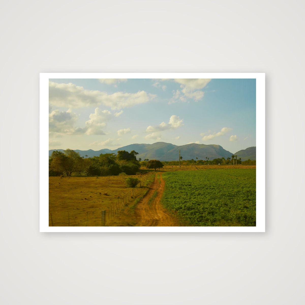 Tabacco Farms of Cuba — A4 (30×21cm, 12×8") Print only