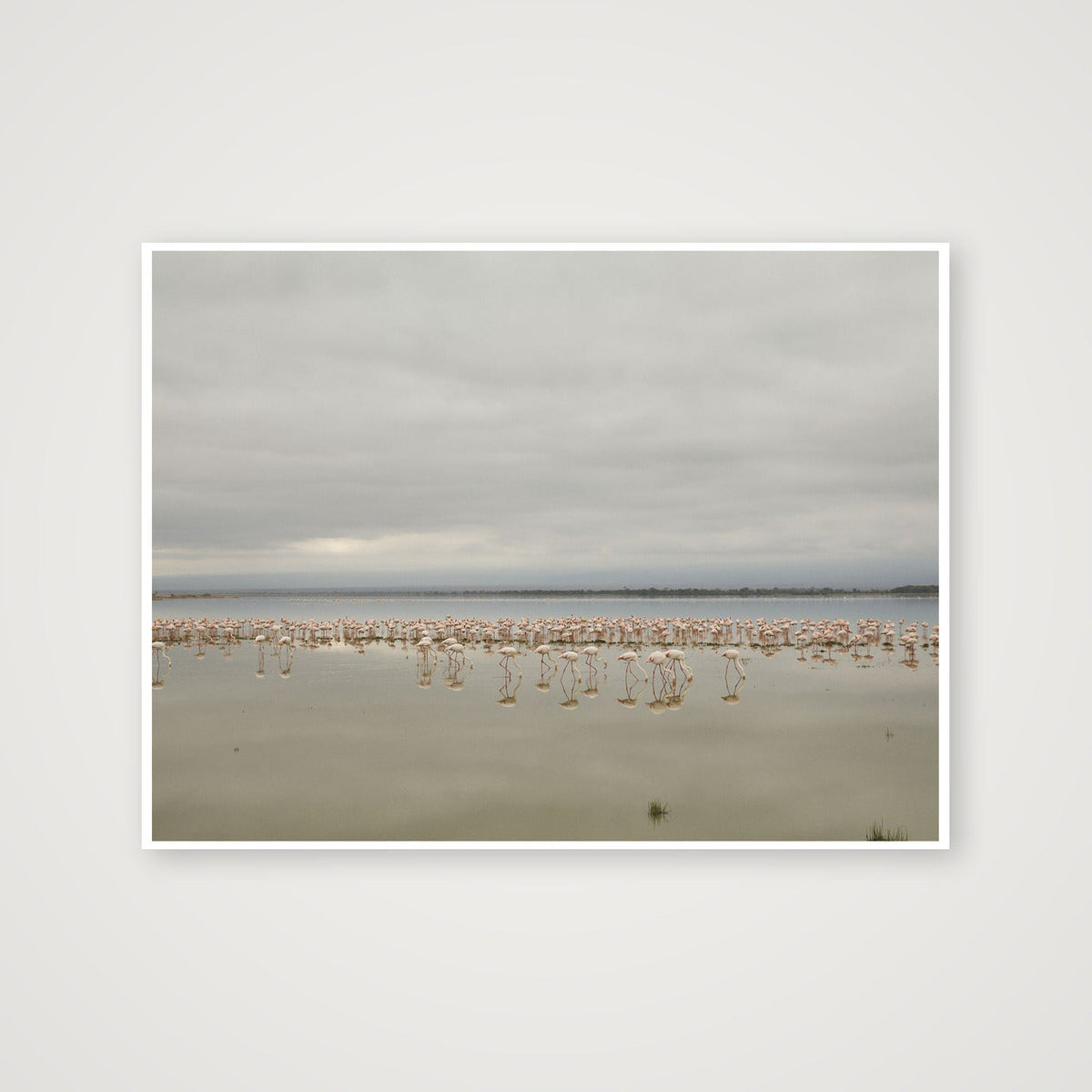 Flock — 102×76cm, 40×30" Print only