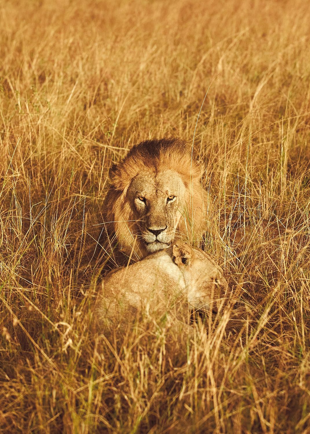 Leo