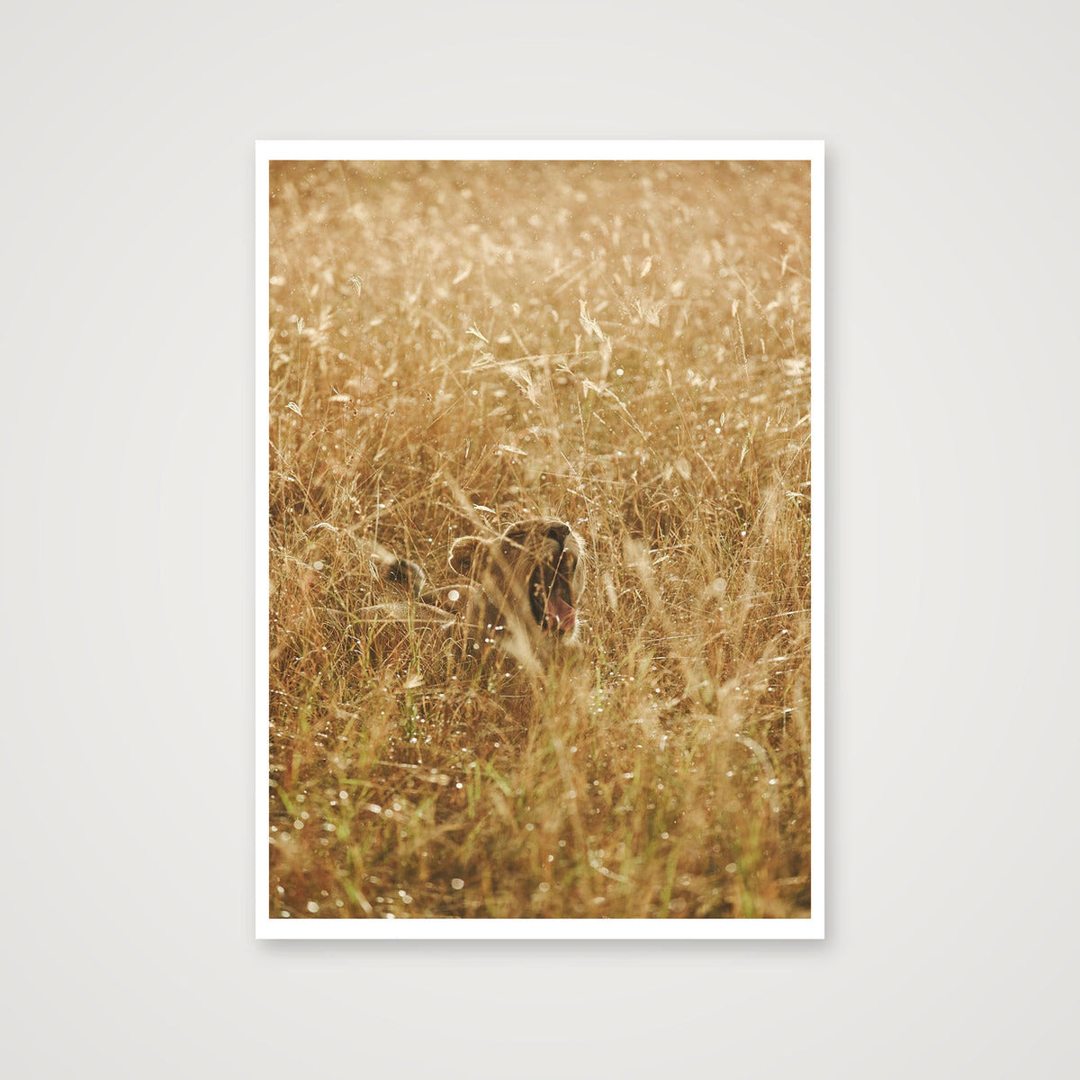Golden Lioness — 42×59cm, 17×23" Print only