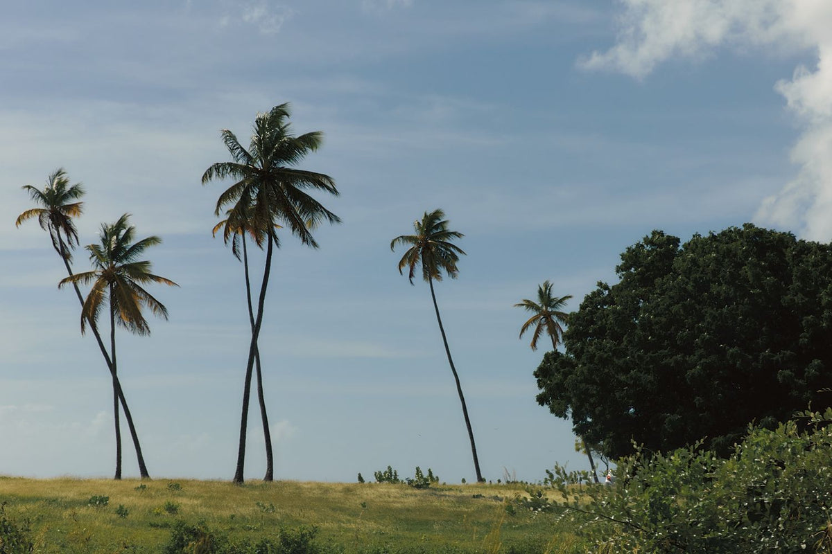 Soft Palm Blows