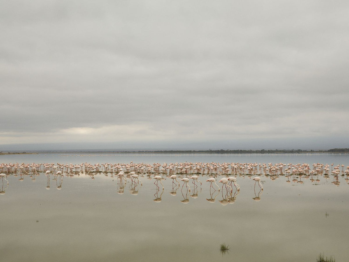 Flock