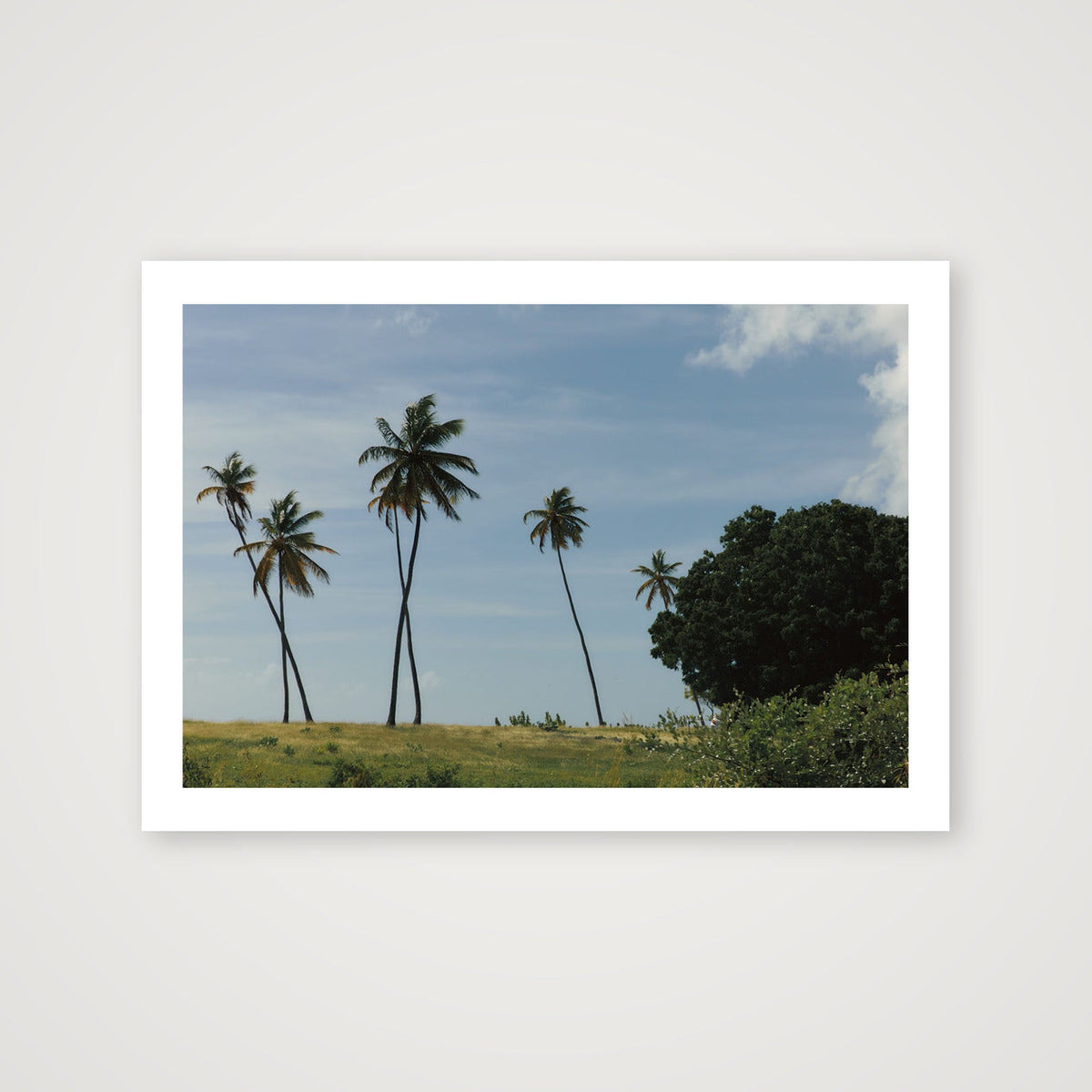 Soft Palm Blows — A4 (30×21cm, 12×8") Print only
