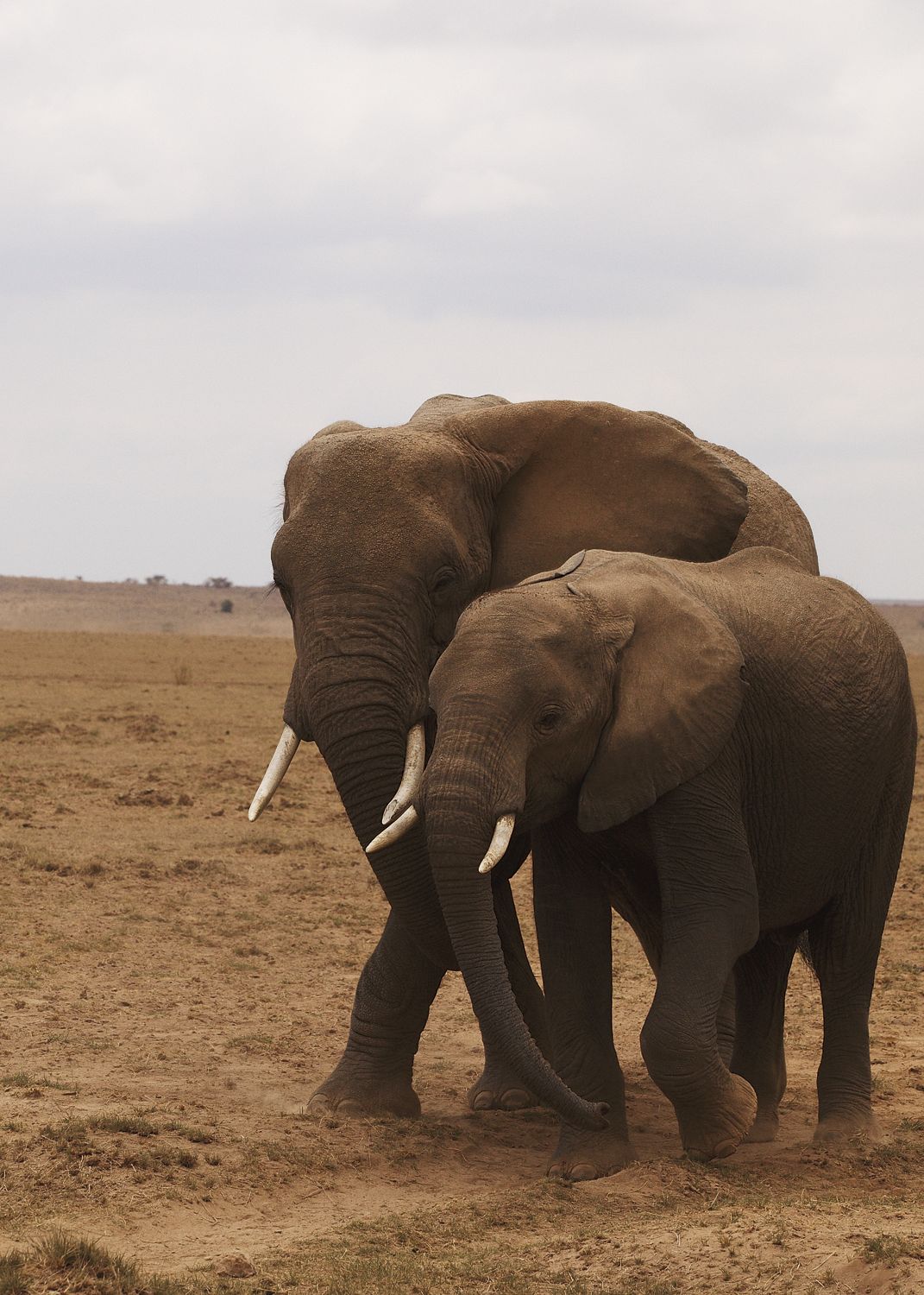Elephant Couple