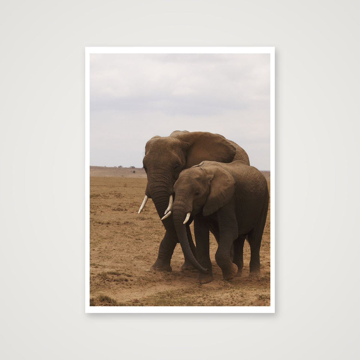 Elephant Couple — 42×59cm, 17×23" Print only
