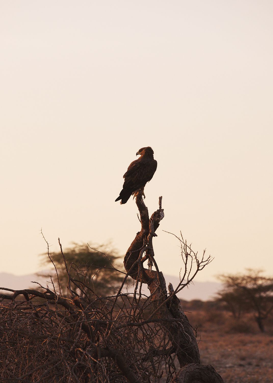 Sunrise Eagle