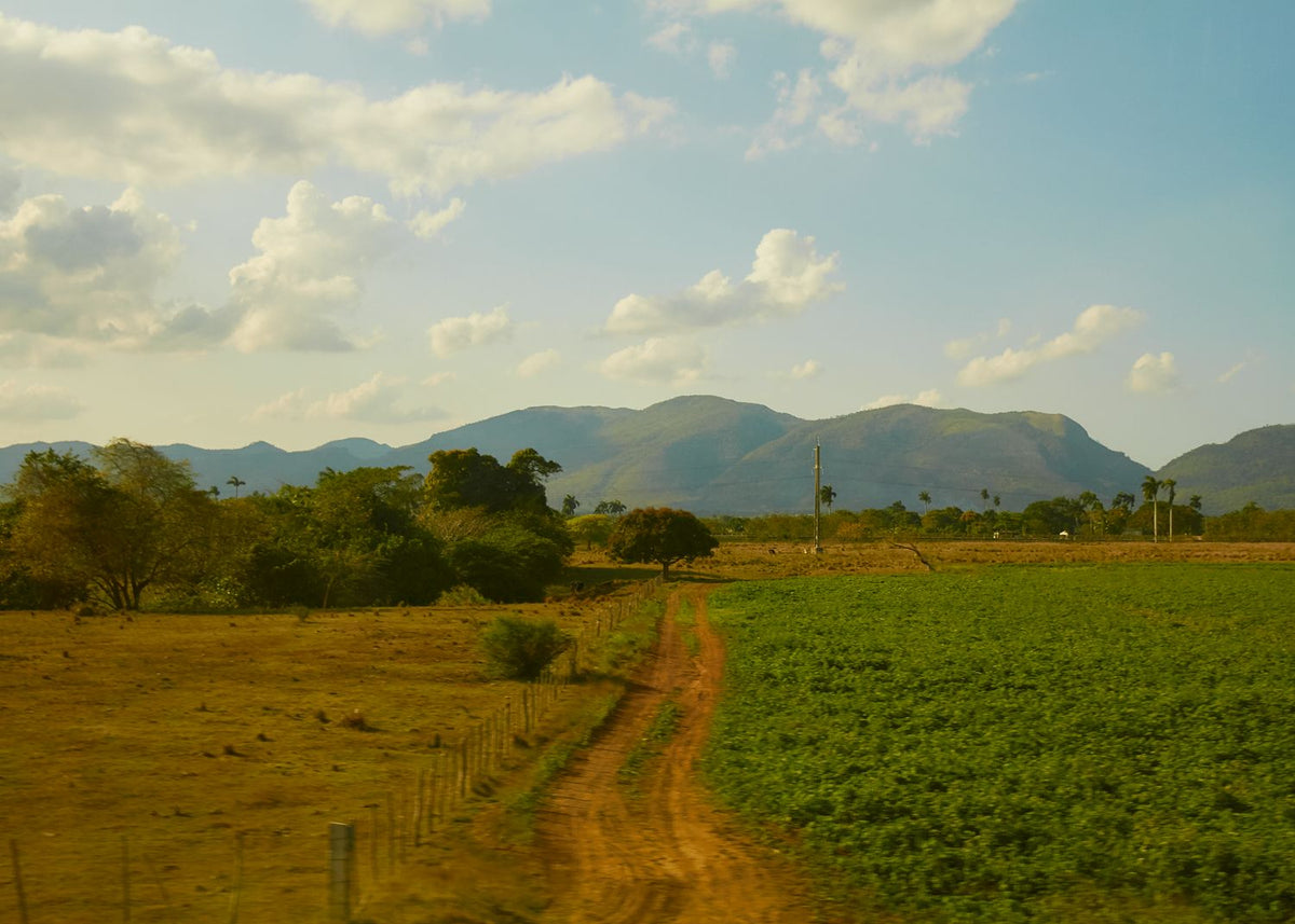 Tabacco Farms of Cuba