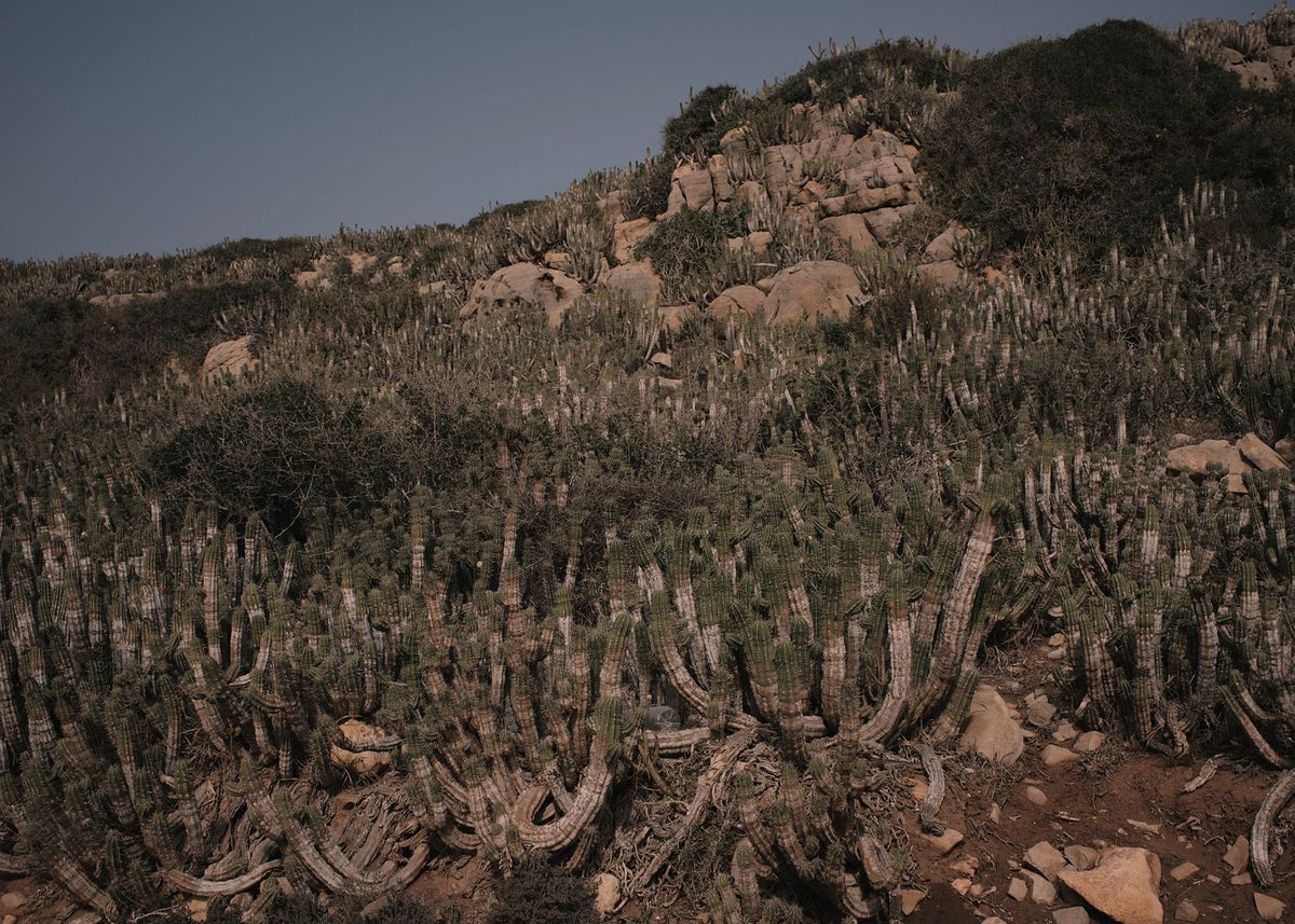 Cacti