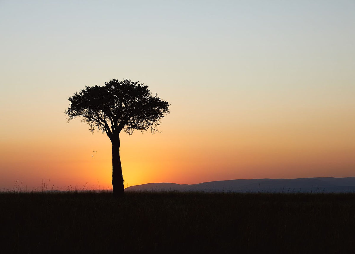 Sunrise Tree