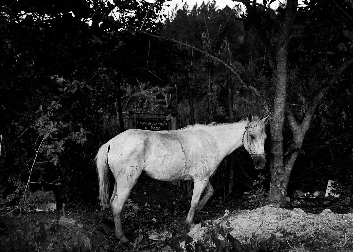 Lone Horse