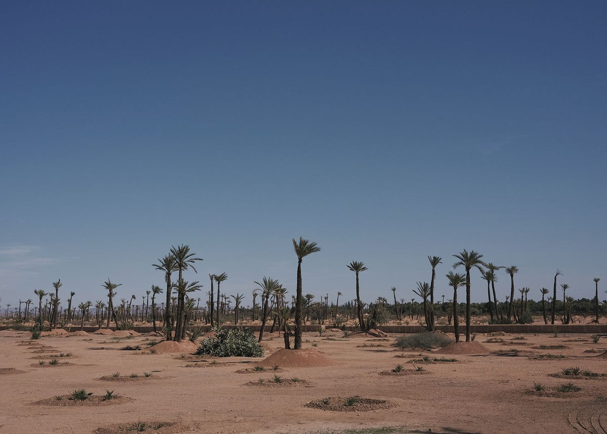 Palms