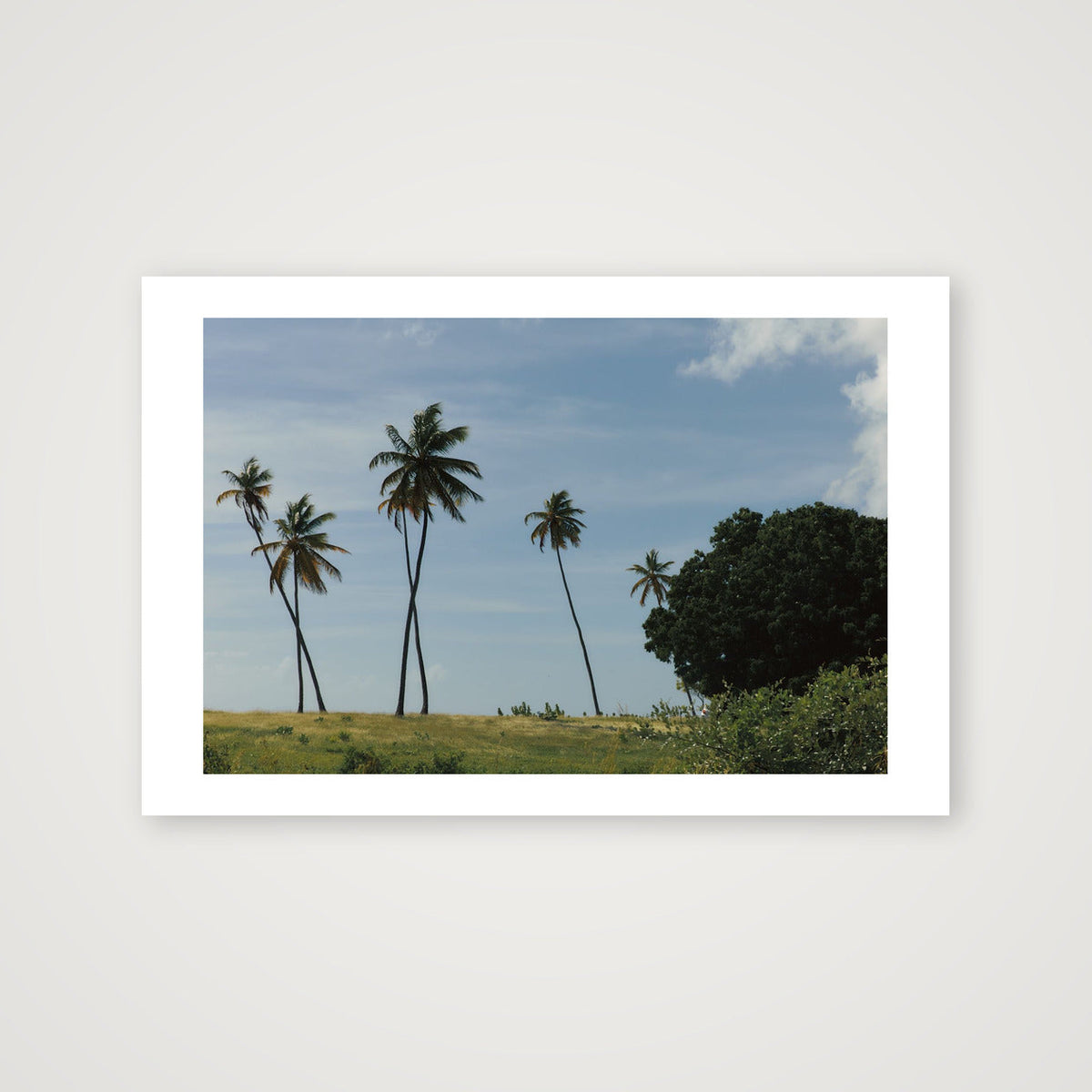 Soft Palm Blows — 45×30cm, 18×12" Print only