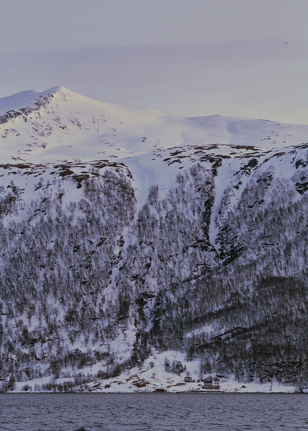 Nordic Mornings