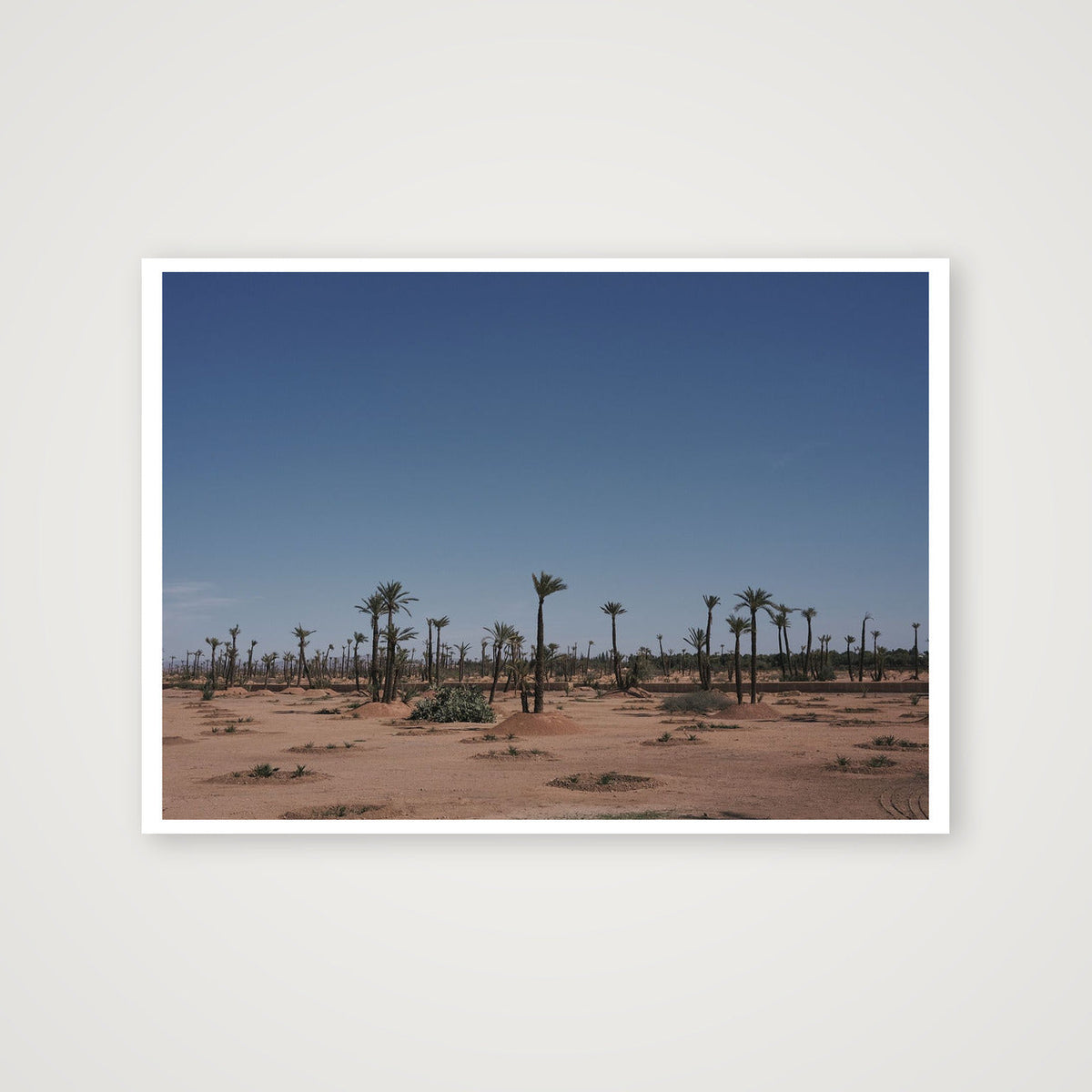 Palms — 59×42cm, 23×17" Print only