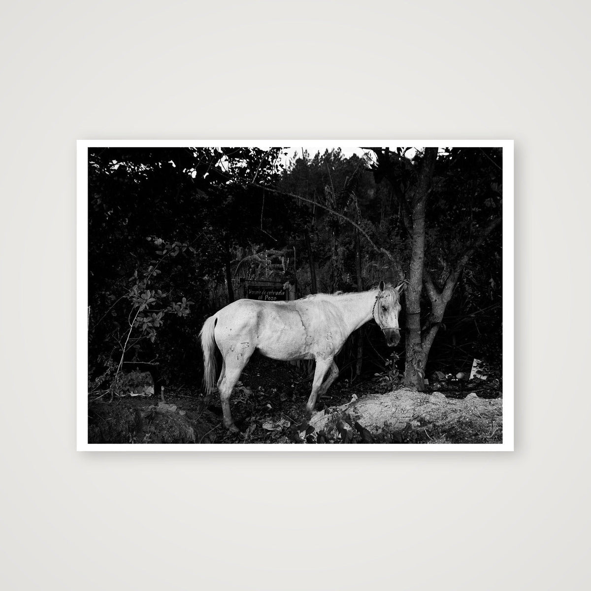 Lone Horse — 59×42cm, 23×17" Print only