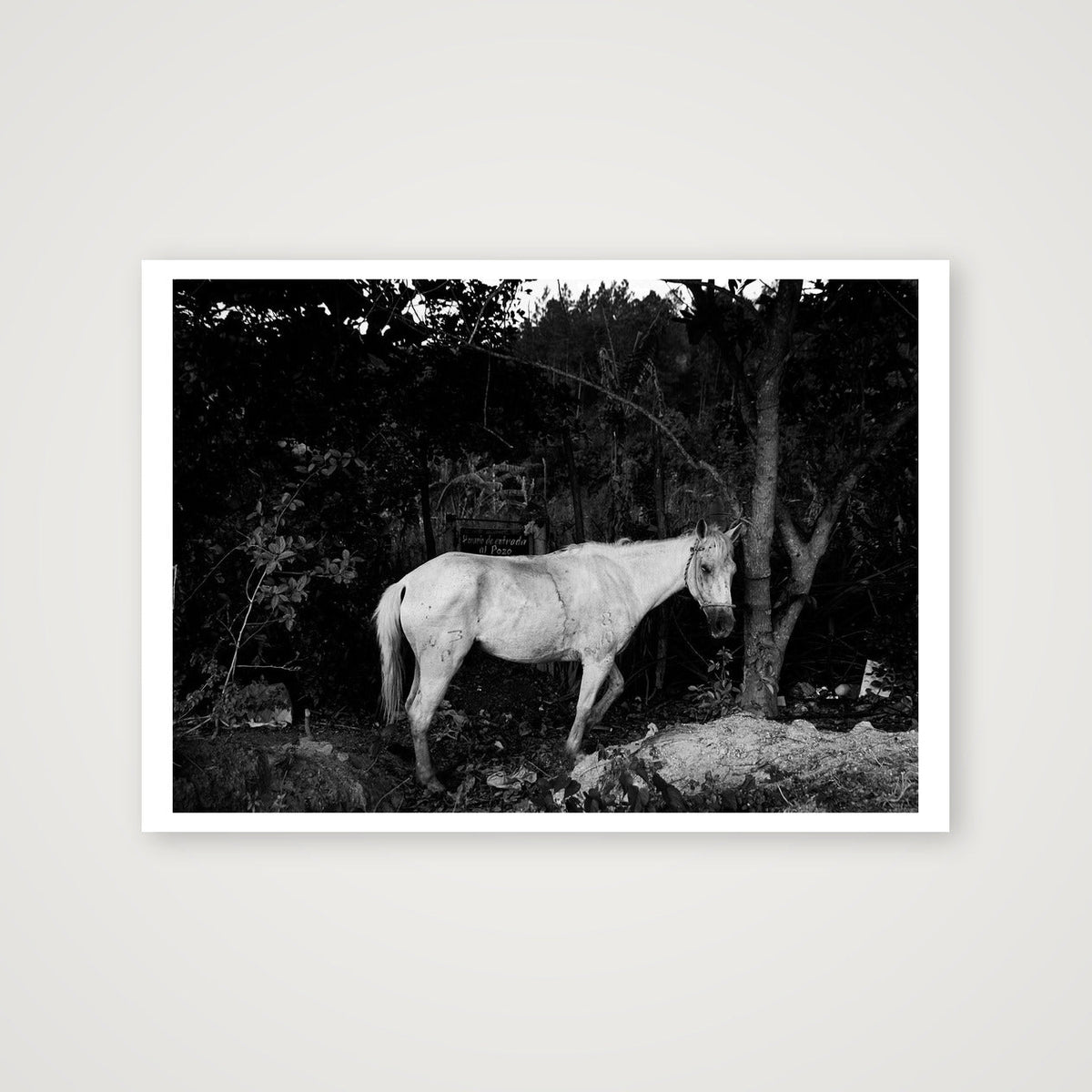 Lone Horse — A3 (42×30cm, 17×12") Print only