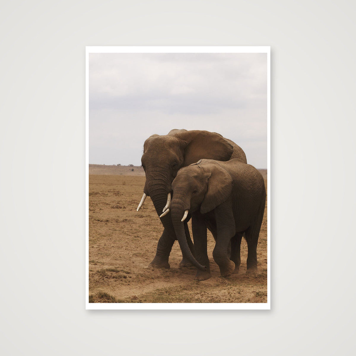 Elephant Couple — 59×84cm, 23×33" Print only