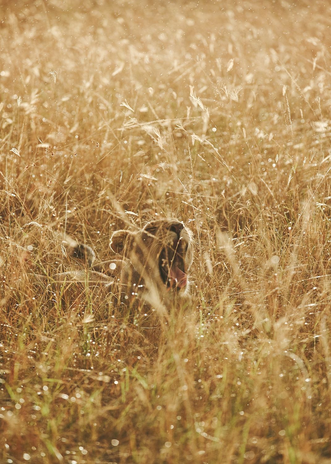 Golden Lioness
