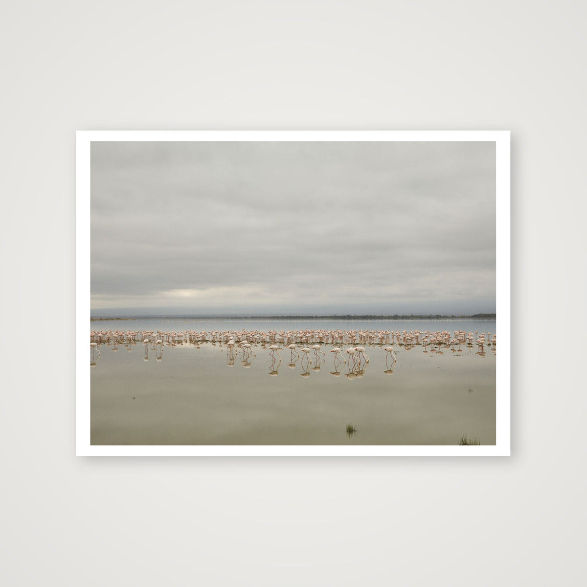 Flock — 41×30cm, 16×12" Print only